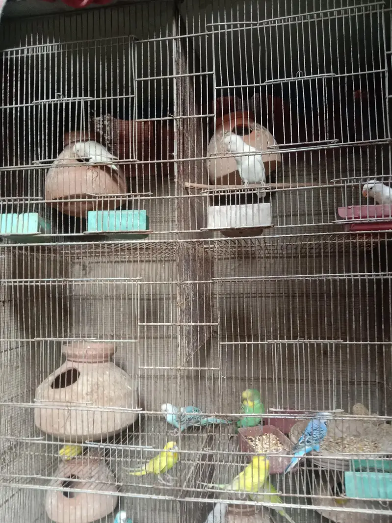 budgie — photo 6