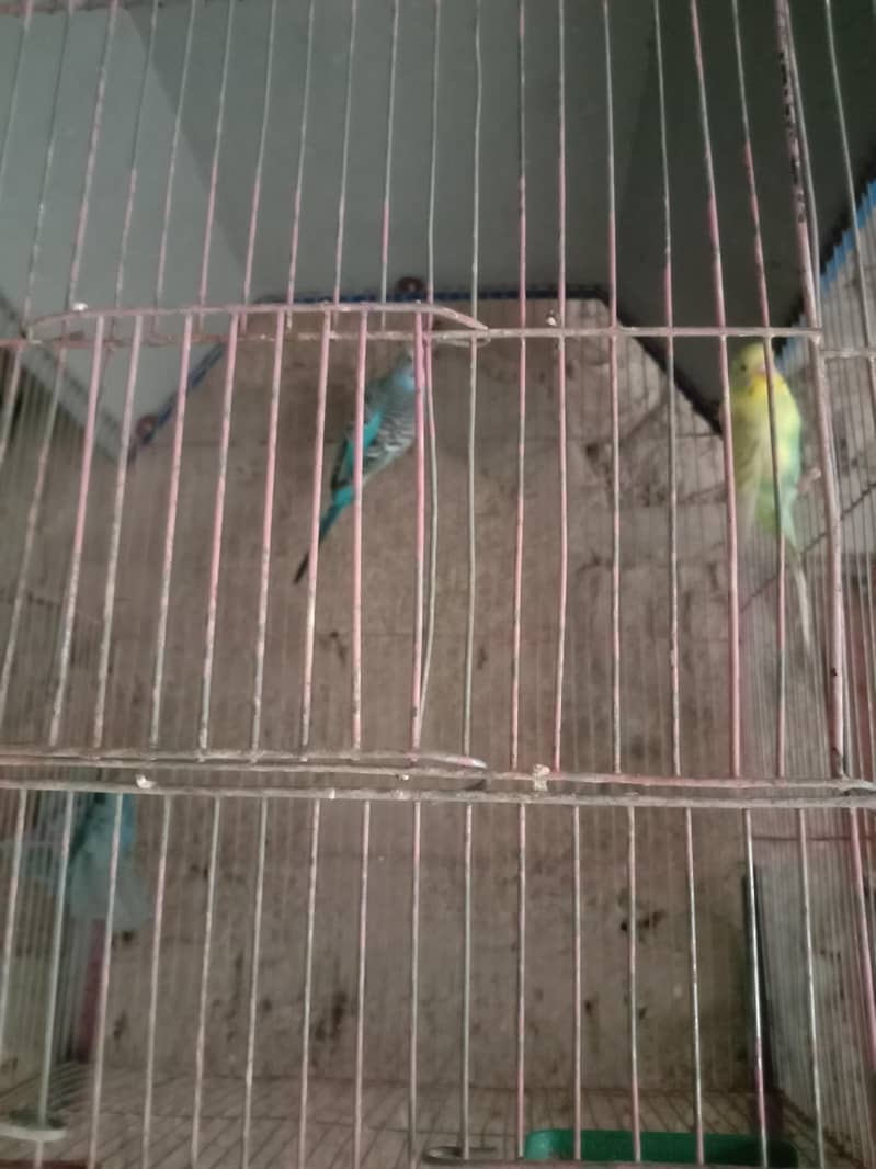 budgie 6