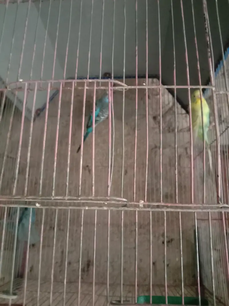 budgie — photo 7