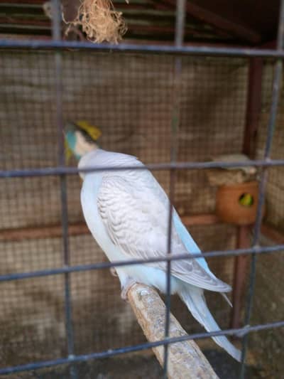 parrot