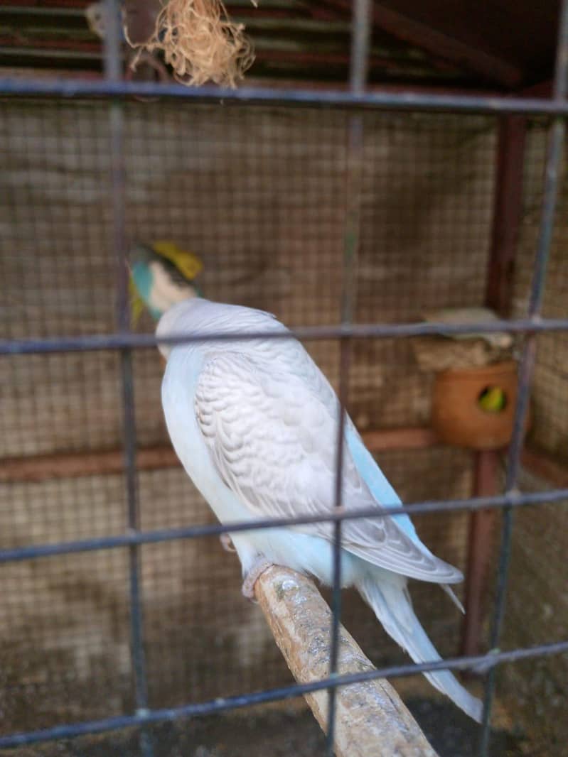 parrot 0