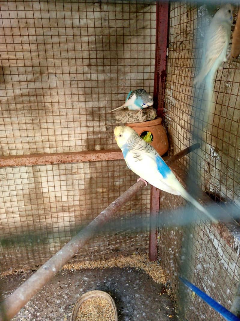 parrot 1