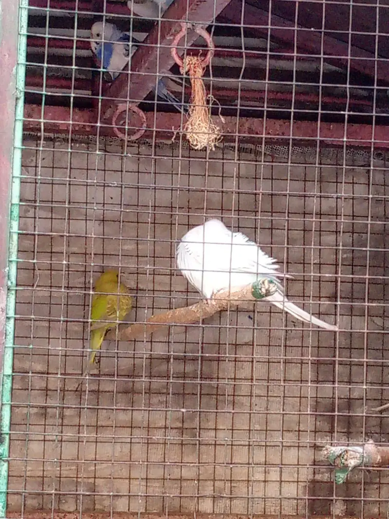 parrot — photo 3
