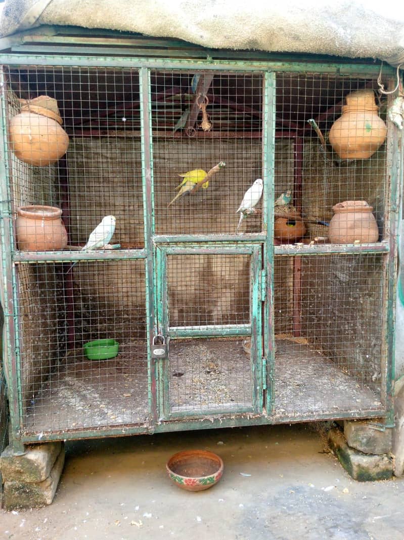 parrot 3
