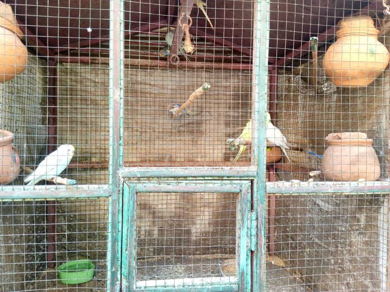 parrot 4