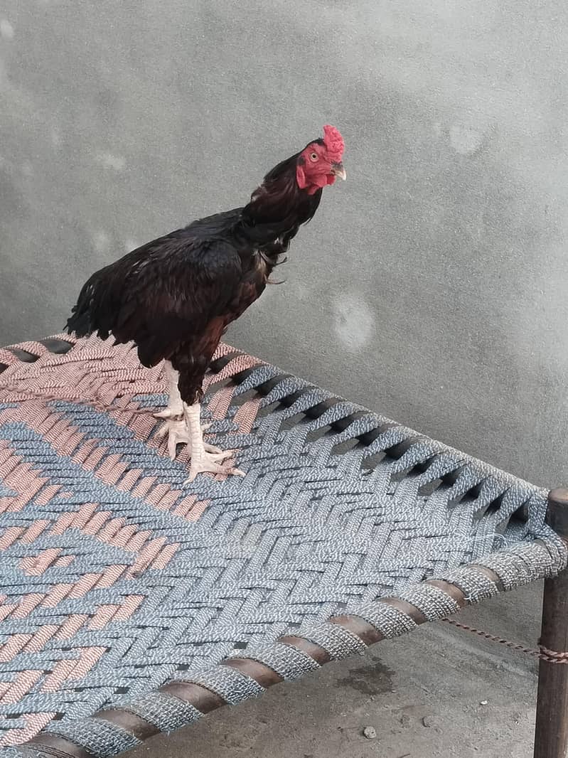 botha acha ha 1