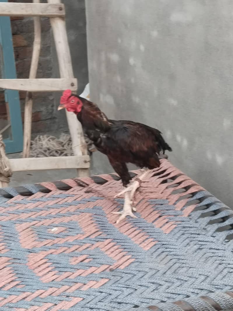 botha acha ha 2