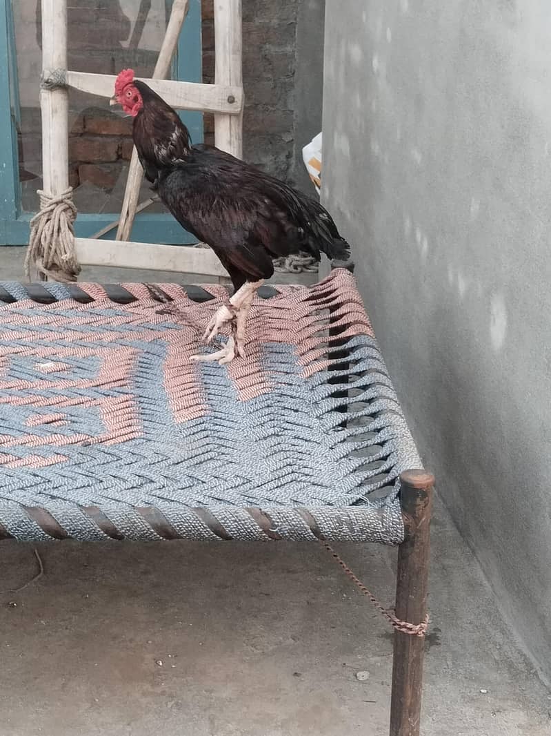 botha acha ha 4