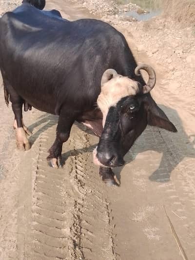 bhains tatti