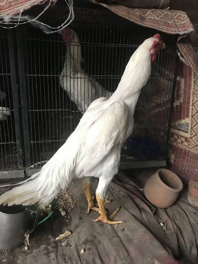 Shamo.    Heera     Quality bird