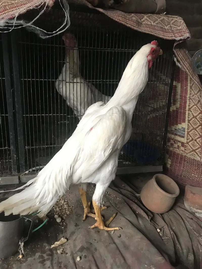 Shamo.    Heera     Quality bird — photo 2