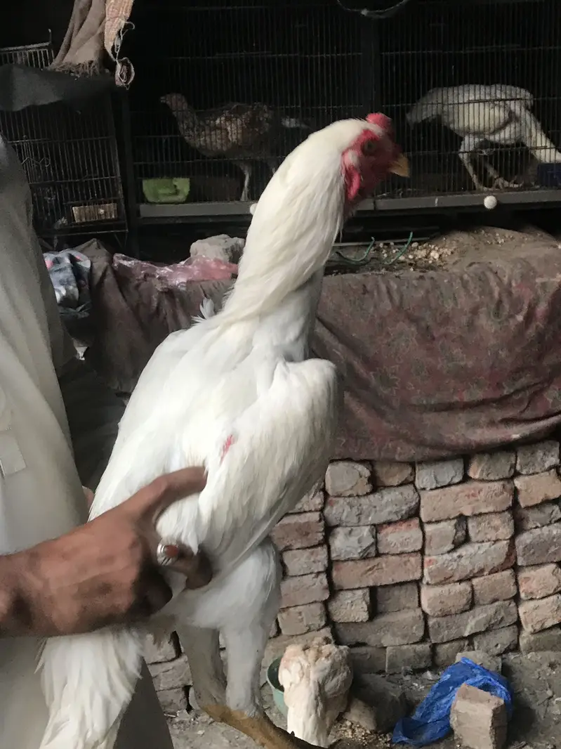 Shamo.    Heera     Quality bird — photo 3