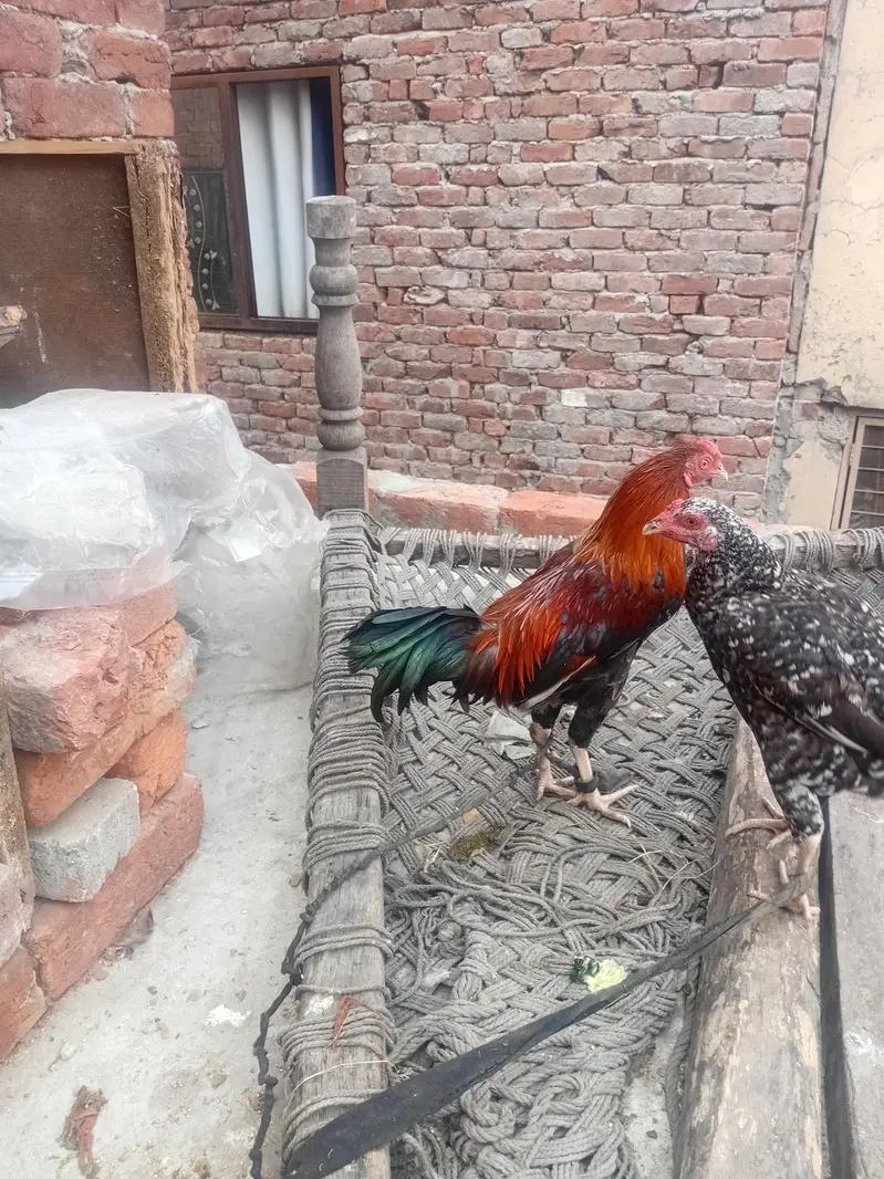 aseel — photo 12