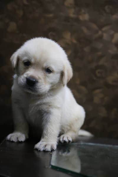 labrador female  pedigree puppies imported bloodline