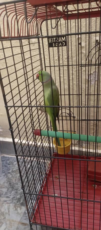 parrots