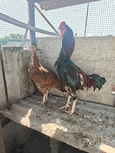 pair    of   Aseel