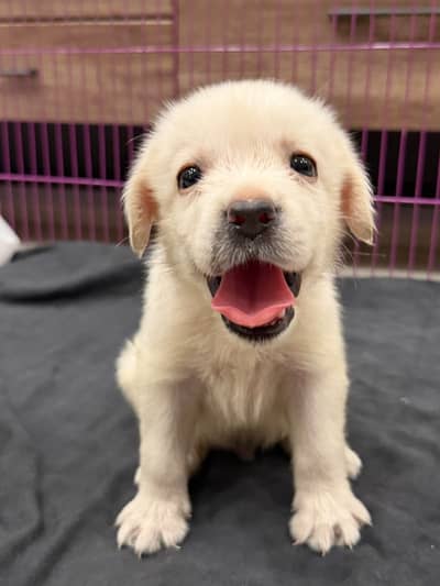 Labrador pedigree microchipe puppy 03014615555
