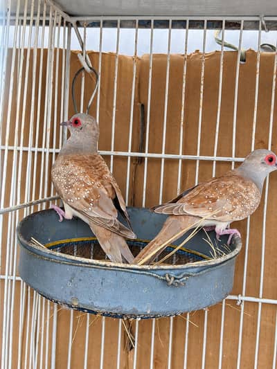 Beautiful Red Diamond Dove Breeder Pair