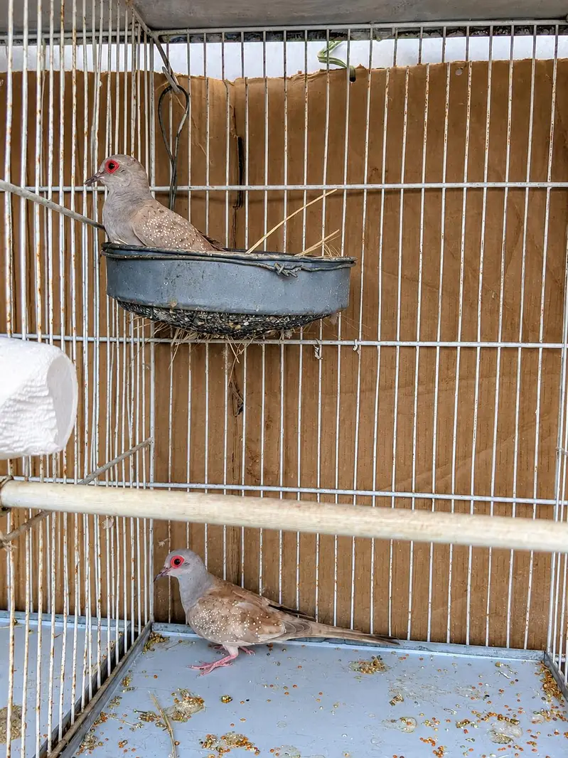 Beautiful Red Diamond Dove Breeder Pair — photo 2