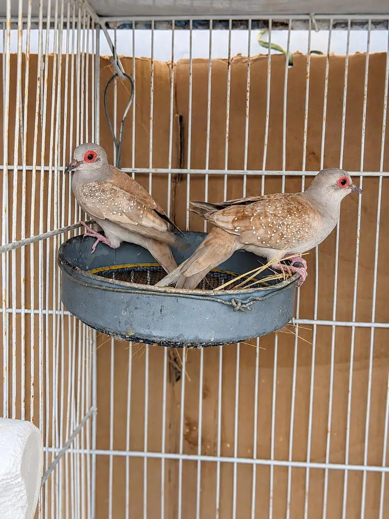 Beautiful Red Diamond Dove Breeder Pair — photo 3