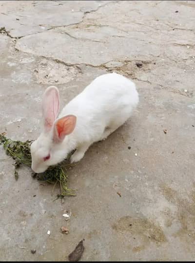 Rabbit