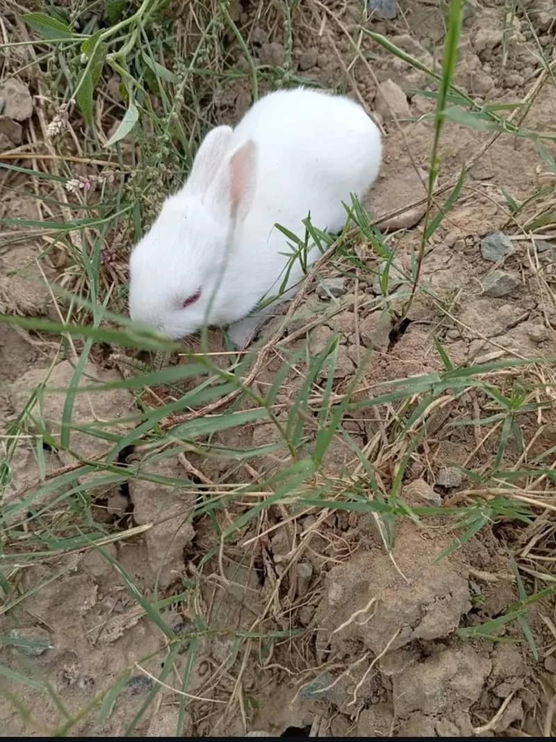 Rabbit 1
