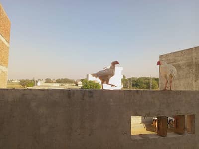 l aseel Heera paver