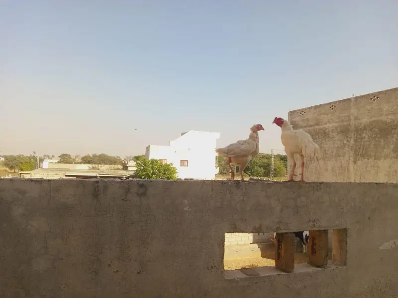 l aseel Heera paver — photo 2