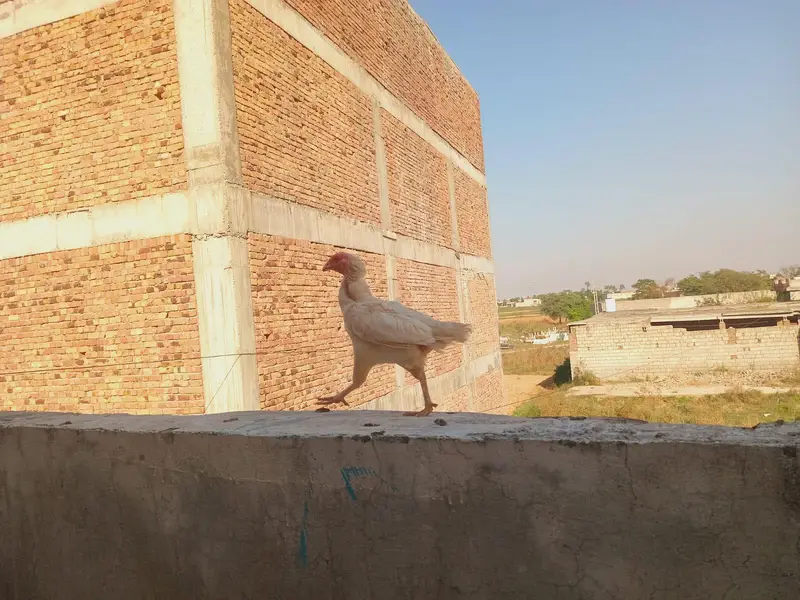 l aseel Heera paver — photo 3