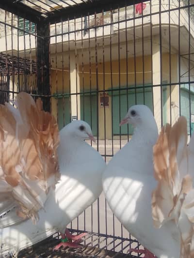 Fancy Pigeons for Sale 