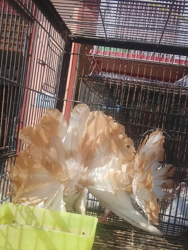 Fancy Pigeons for Sale  — photo 2