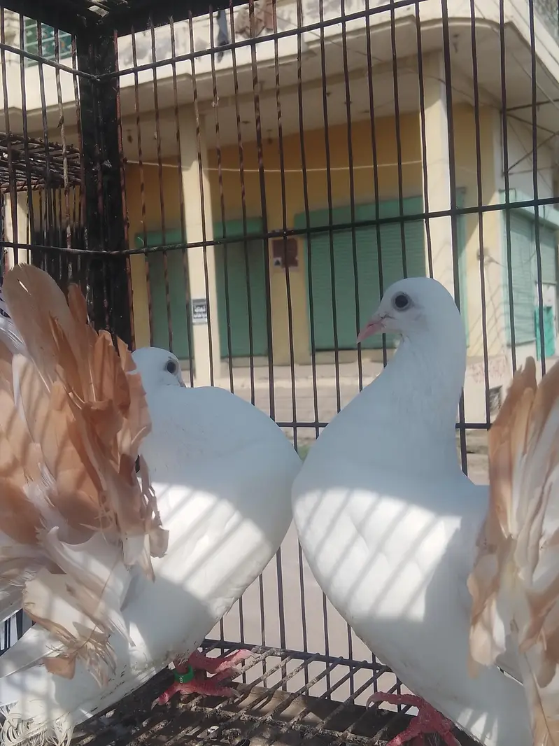 Fancy Pigeons for Sale  — photo 3