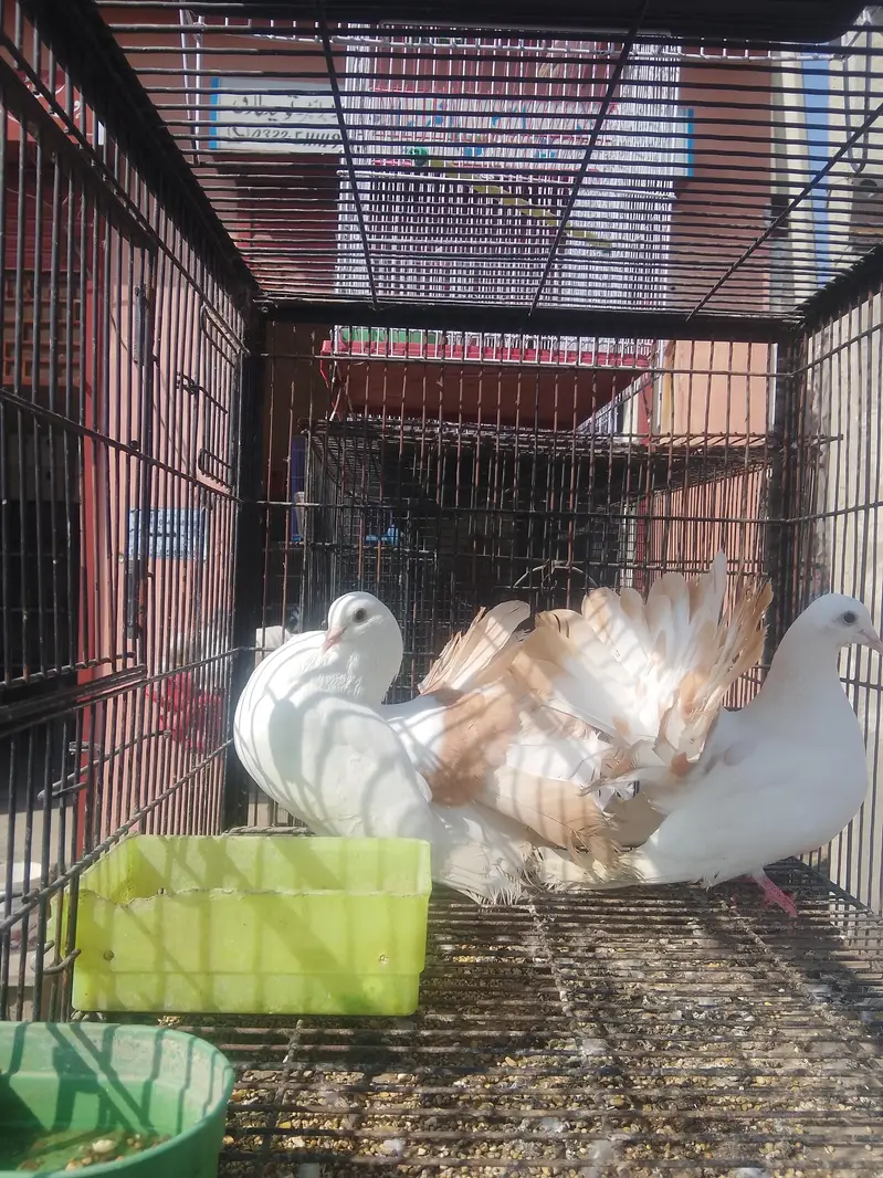 Fancy Pigeons for Sale  — photo 4