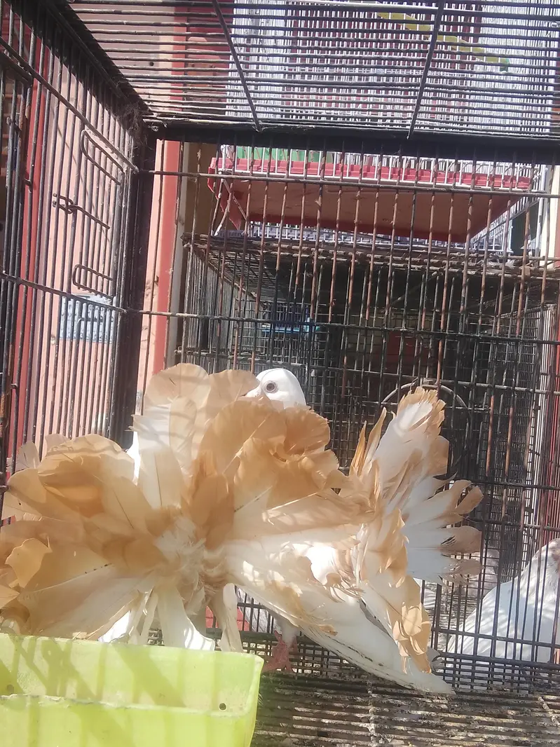Fancy Pigeons for Sale  — photo 5