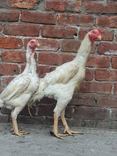khubsurat white shamo pair