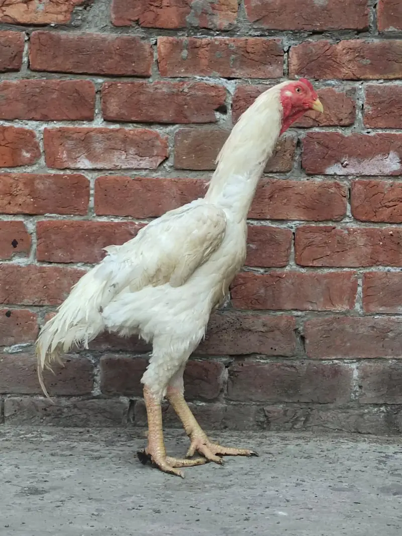 khubsurat white shamo pair — photo 2