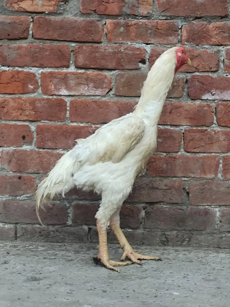 khubsurat white shamo pair — photo 3