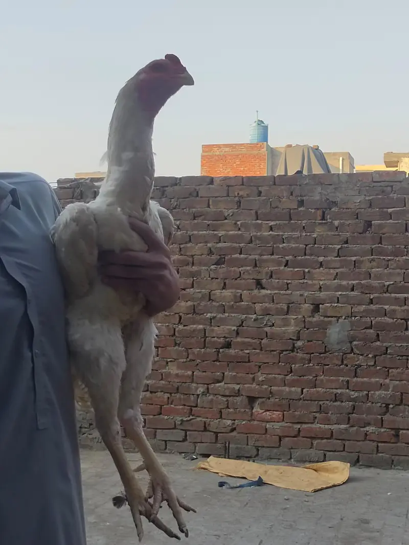 khubsurat white shamo pair — photo 4