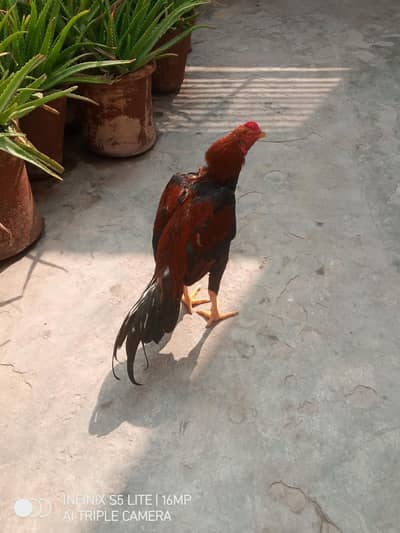 Aseel patha for sale