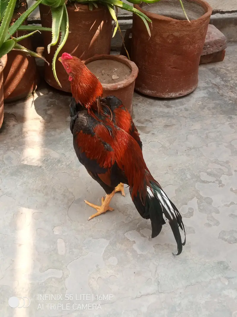 Aseel patha for sale — photo 3