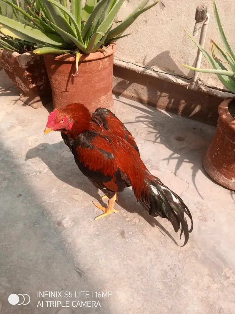Aseel patha for sale — photo 4