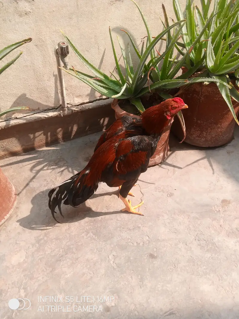 Aseel patha for sale — photo 5