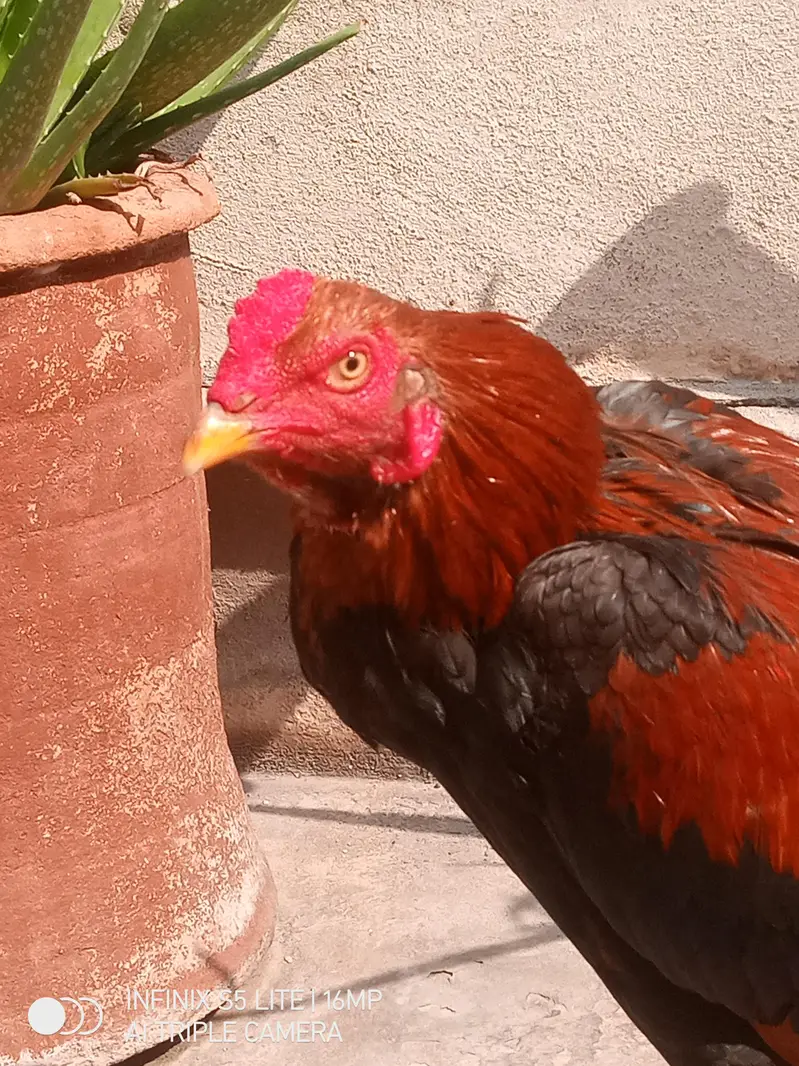 Aseel patha for sale — photo 6