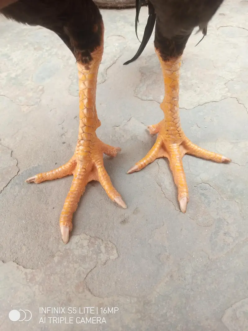 Aseel patha for sale — photo 8