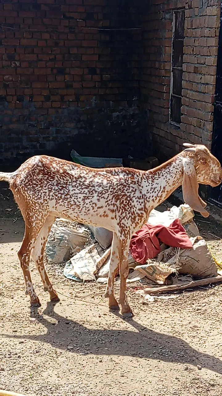 بیتل کراس اور پیور مکھی چینی برائے فروخت — photo 2