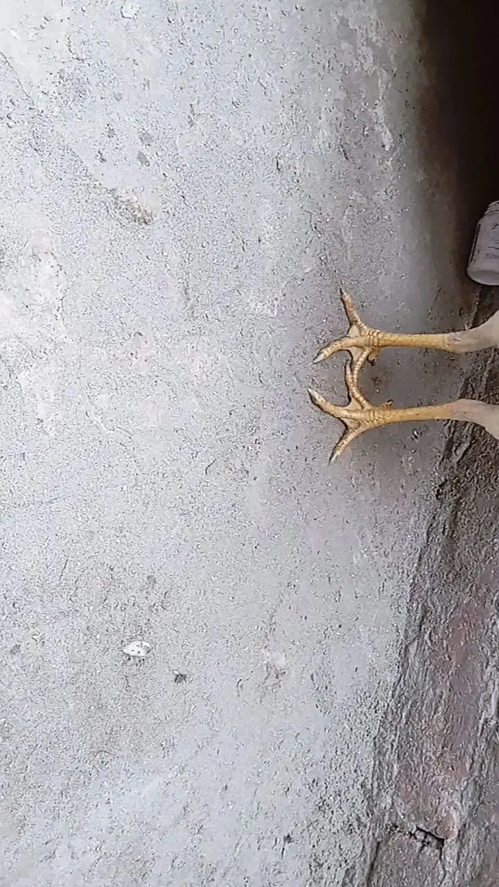 Mianwali aseel pair // mianwali home bread// mianwali aseel — photo 7