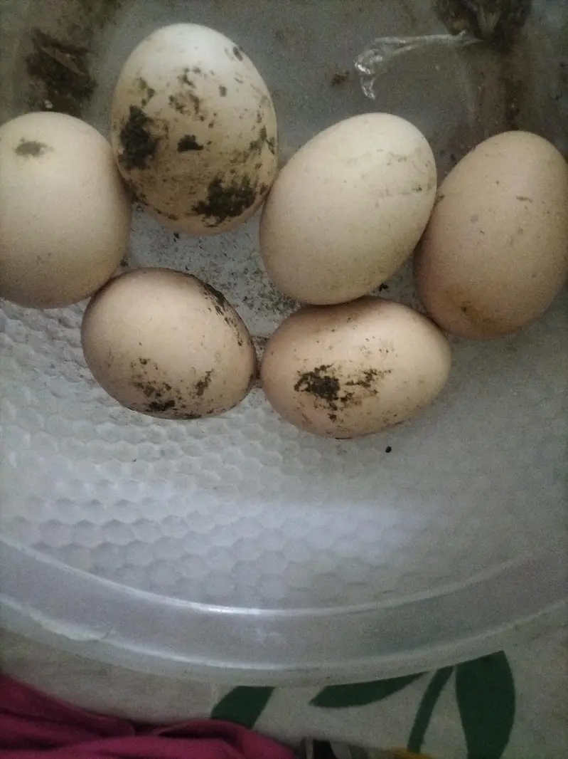 Mianwali aseel pair // mianwali home bread// mianwali aseel — photo 10