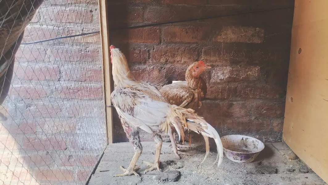 Mianwali aseel pair // mianwali home bread// mianwali aseel — photo 11