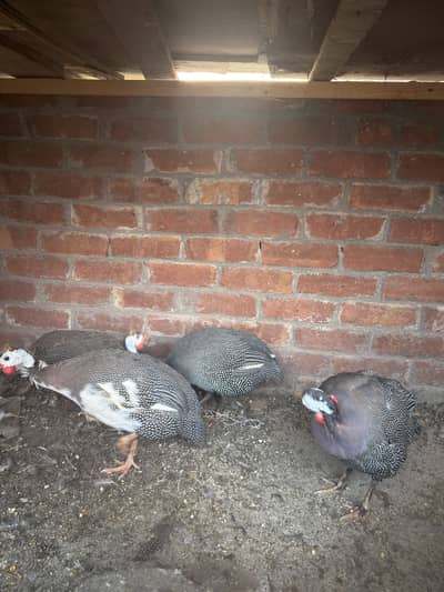 Guinea fowl Trio set available. ( Chakor )