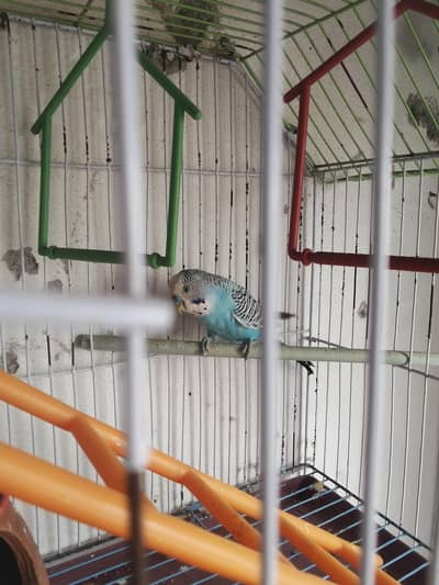 usmani colour green